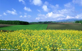 油菜花田景色