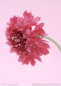 红色鲜花