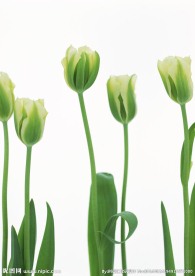郁金香之花