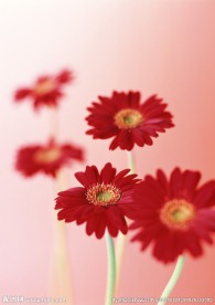 红阳花
