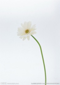 白菊花