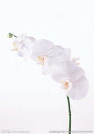 白水仙