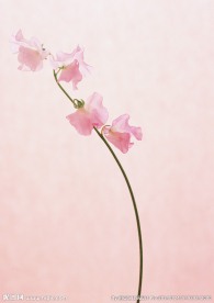 粉红水仙花