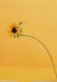 太阳花
