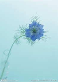 蓝花