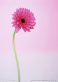 粉色菊花