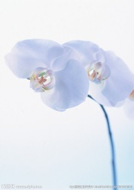 白花