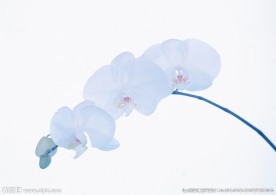 白色花朵