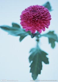 红色苕花