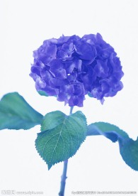 紫色苕花
