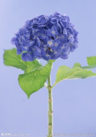 蓝色花球