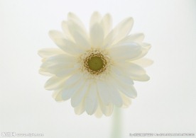 白色菊花