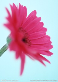 小红菊