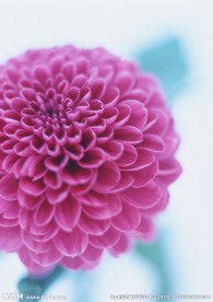 苕花