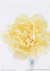 花色鲜花
