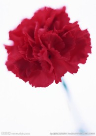 红花