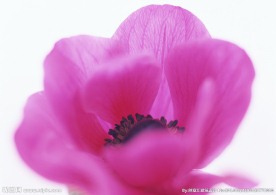 红花