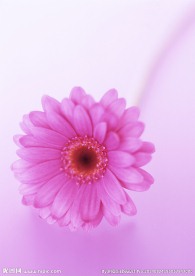 血红菊花