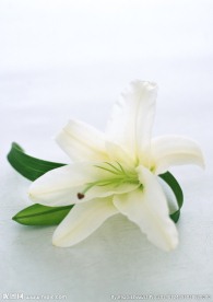 百合