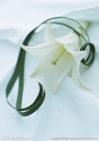 百合