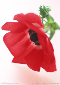 红花