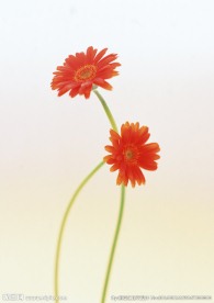 太阳花