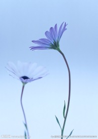 太阳花