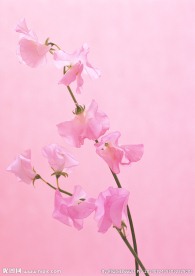粉色水仙