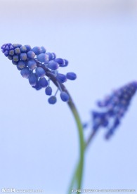 蓝色紫槐花