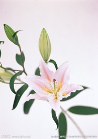 水仙花