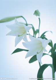 百合