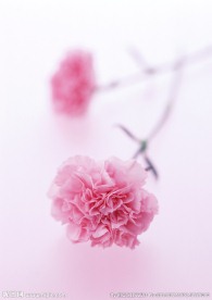 红色球花