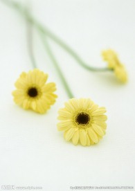 野黄菊