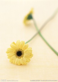 太阳花