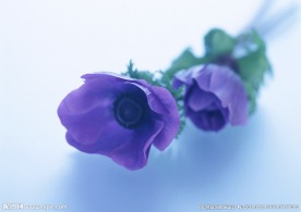 紫色花