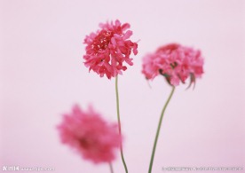 红色鲜花