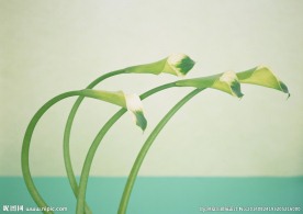 绿色的花朵