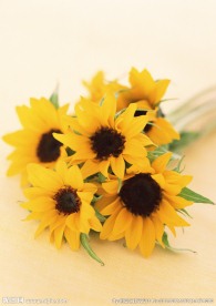 太阳花