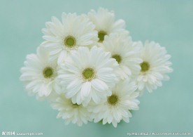 白菊花