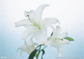 百合
