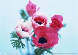 红花写真摄影