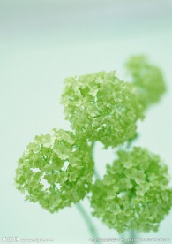 三朵绿花