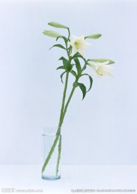 百合
