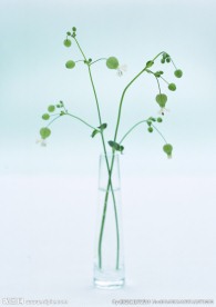 绿色灯笼花