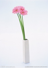 红色太阳花