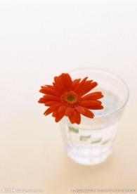 一朵红阳花