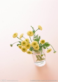 黄色小菊花