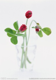 小红花