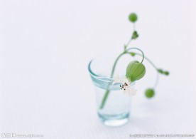 白色灯笼花
