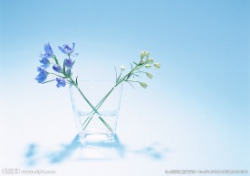 蓝白水仙花